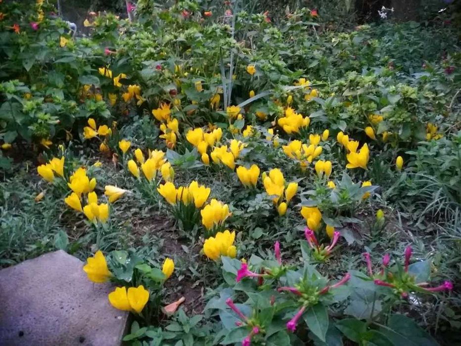 Луковици Нарцис, Зюмбюл и Минзухар