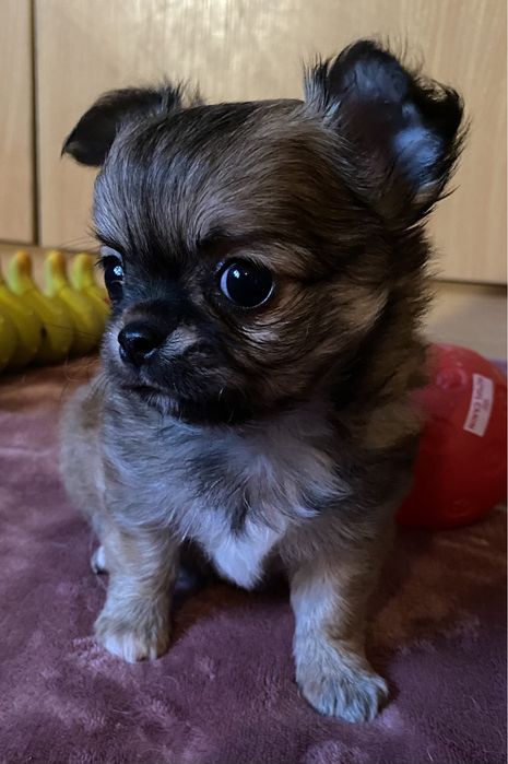 Щенок чихуахуа. Девочка