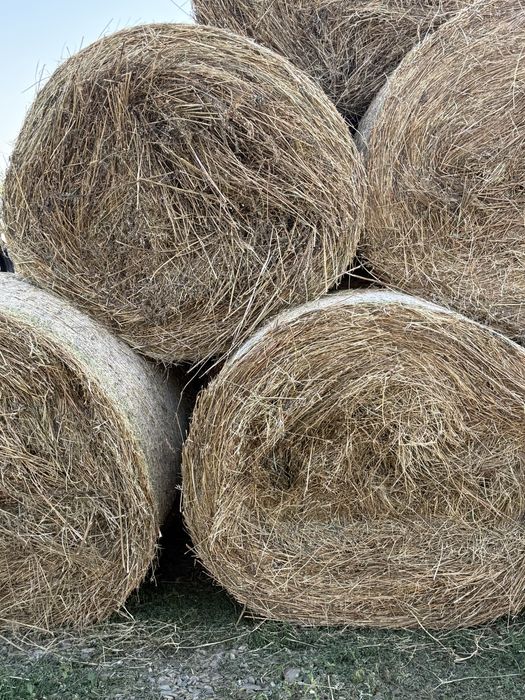 Baloti rotunzi mari lucerna