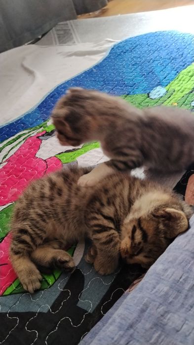 Отдам веслоухих котят в добрые руки