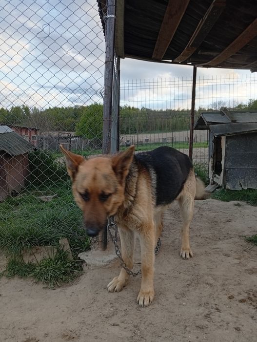 Câine lup ciobanesc german donatie