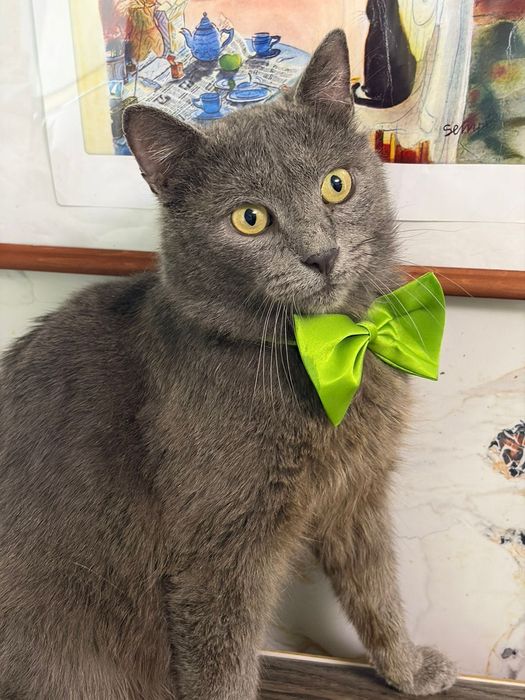 Кот в добрые руки