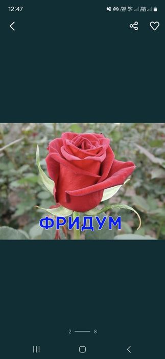 Розы Саженцы оптом