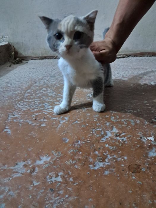 Shatlanskiy mushuk sotiladi urgatilgan