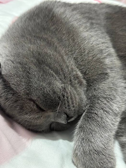 Продам чистокровный кота Британец