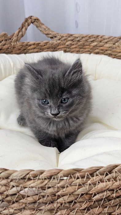 Pui Nebelung ,gri superb