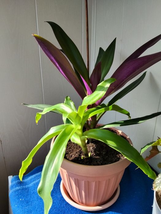 Продам комнатные цветы