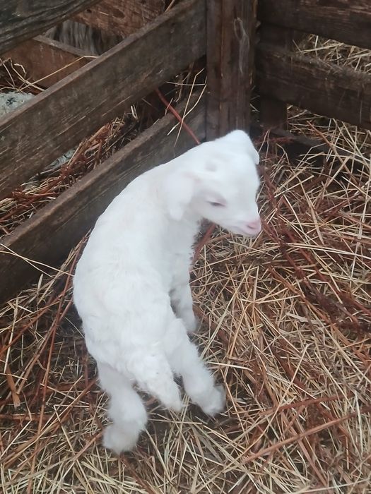 Vand iade de prasila