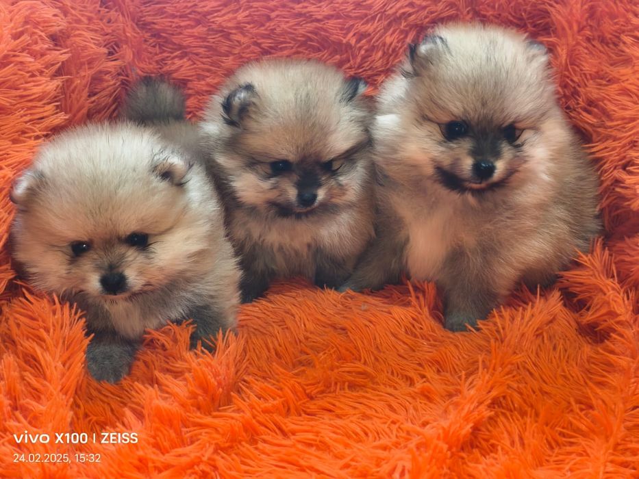 Очаровательные щенки шпица.