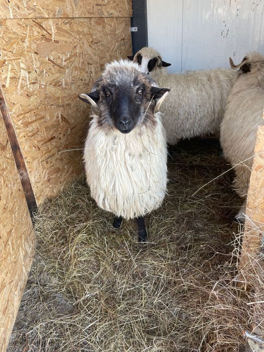 Berbec Turcana Breaza