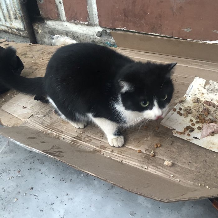 Бездомные животные . Кошки .