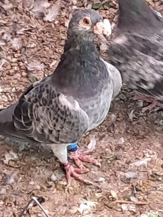 De vânzare porumbei stil vechi