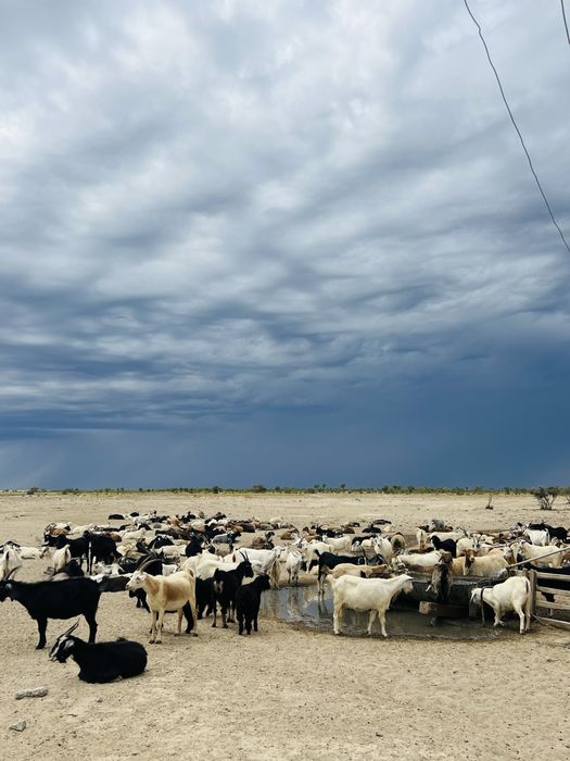 Ешкі сатылады