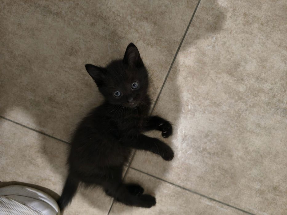 Ofer spre adopție un pui de pisică