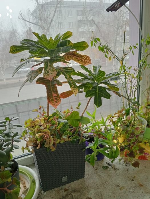 Продам цветы кротон. И ещё много