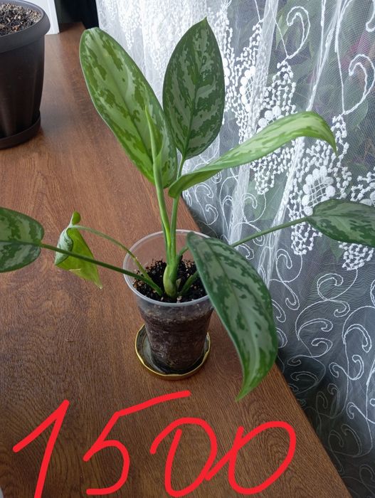 Домашний цветы..