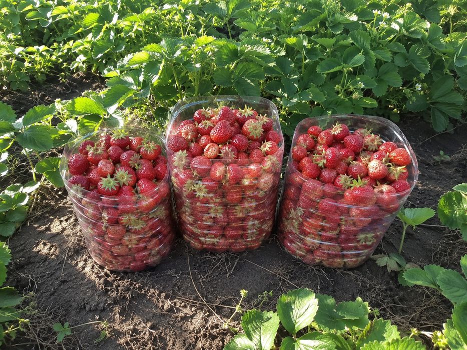 Продам клубнику ягоды дачные