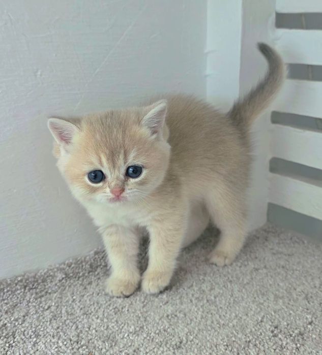 Котик БриТансКий голуБое  зоЛоТо "
