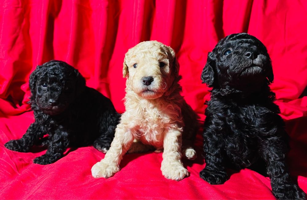 Щенки той-пудель