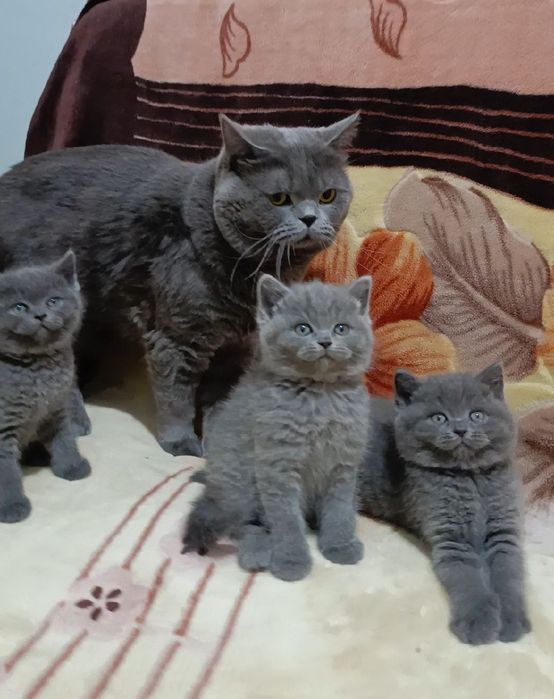 Продаётся шикарный кот скоттиш страйт мальчик.