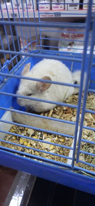 Шиншиллы разных окрасов