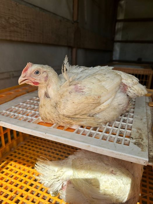 Vand puicute , gaini, pui de carne, rasa mixta