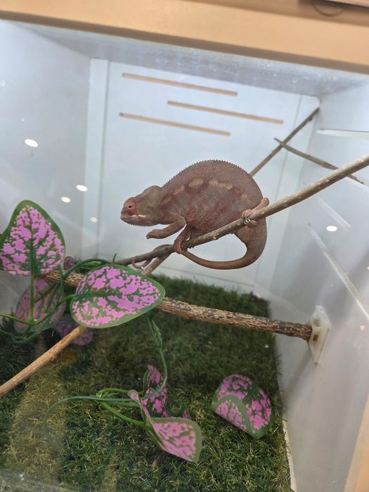 Cameleon panther sau veiled