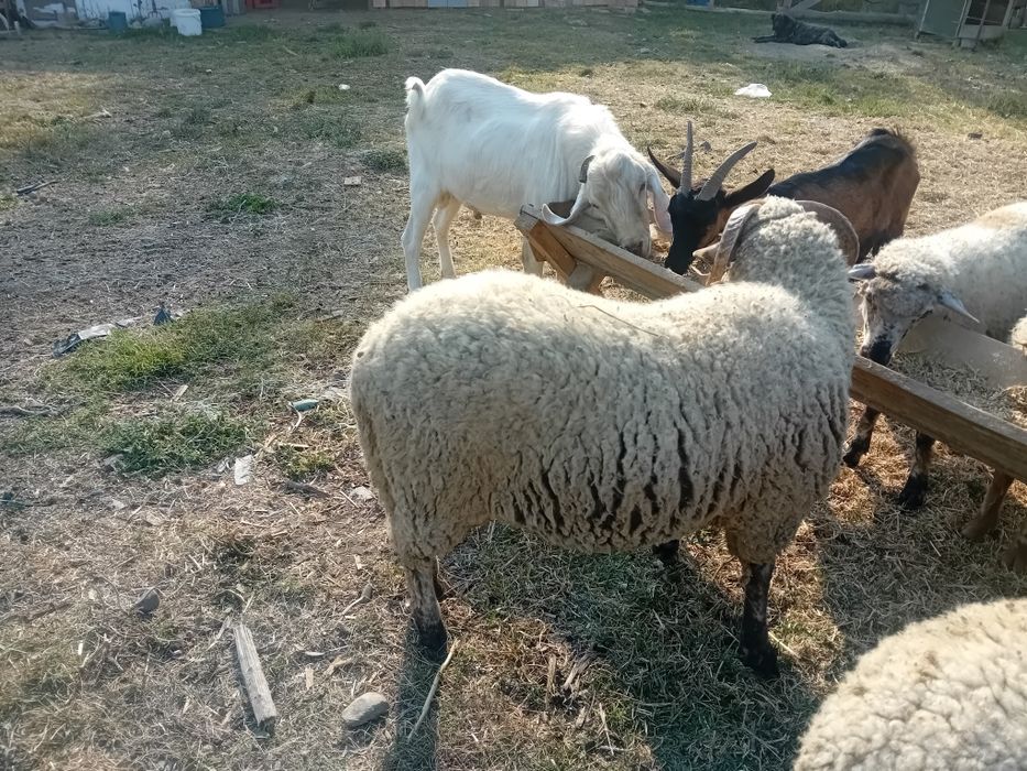 Vând  un  berbecuț  din primăvară