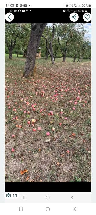 Vând  mere pentru țuică la 1 leu/ kg, Merele se află în loc. Pria, jud. Sălaj. Telefon  0745064852