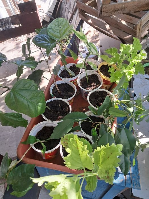 Продам черенки цветов