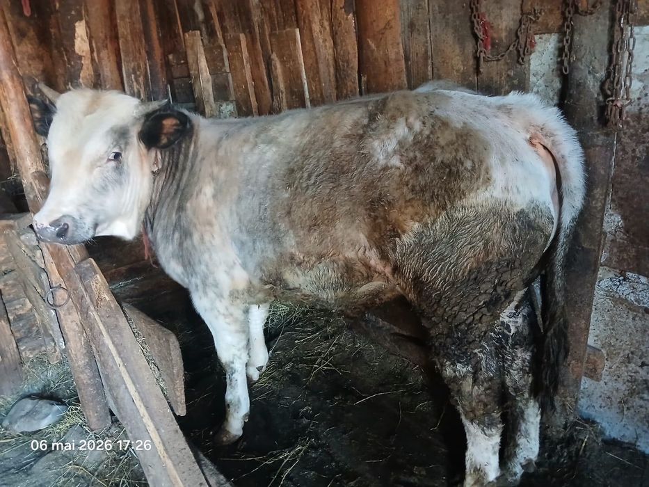 Vând vițel albastru belgian