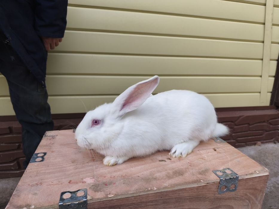 Продам кроликов Фландер