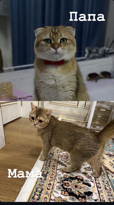Котята породистые (скоттиш фолд и страйт)