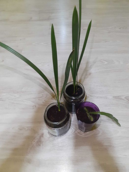 Plante de curmal Medjool și plantă de fructul dragonului (pitaya).