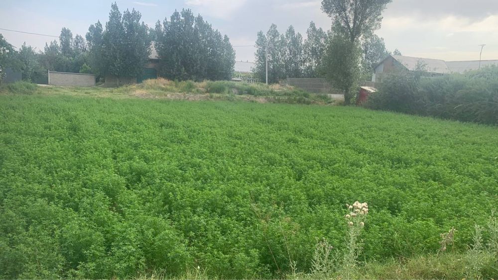 yer sotiladi srochna 18 sotix