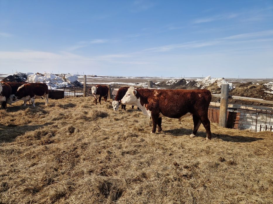 Продам быков с откорма.