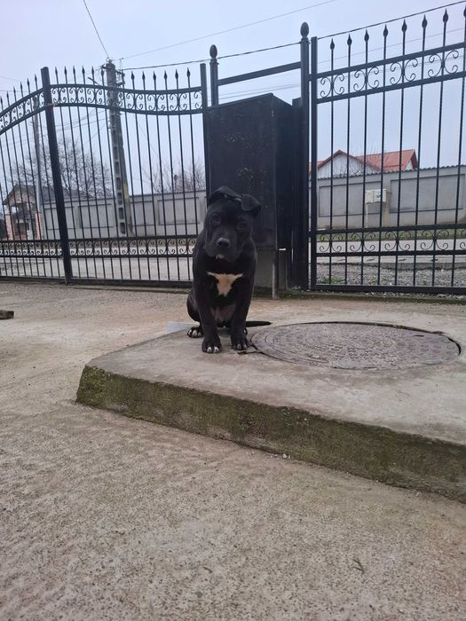 Caini amstaff de vanzare