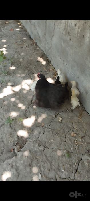 Karlik tovuqchamiz sotiladi 6 ta jujasi bilan birga