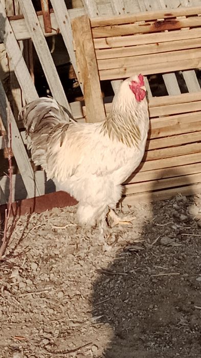 Брама кораздар сатылады.