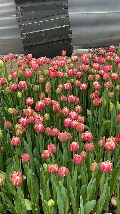 Тюльпаны Голландия