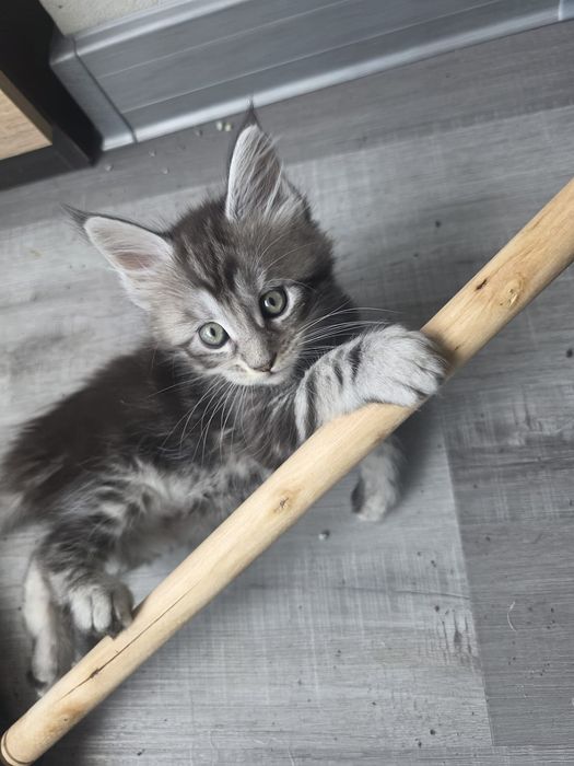Disponibili spre rezervare puiut Maine Coon excepțional