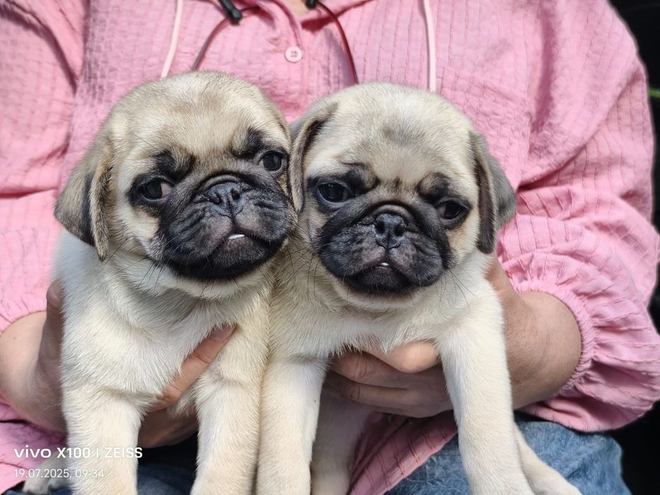 Очаровательные щенки мопса.