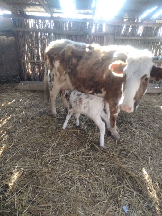 Сиыр бузауымен сатылады