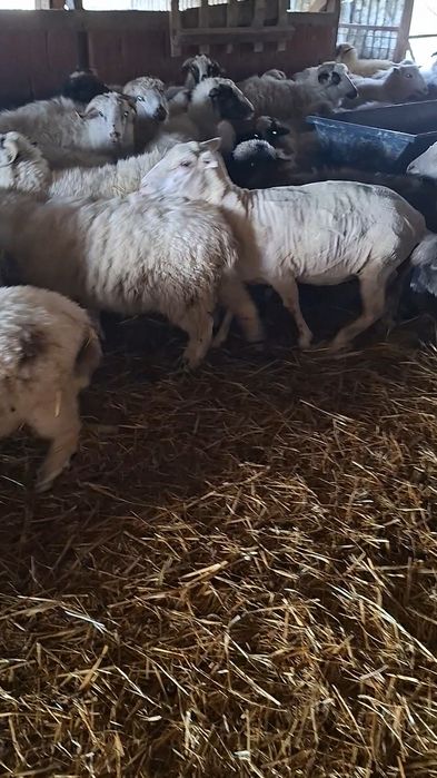 De vanzare oi cu miei !