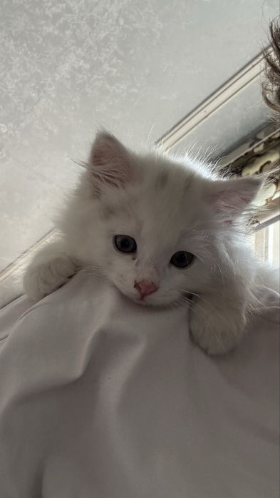 Turetskiy angora, yaxshi qollarga beriladi