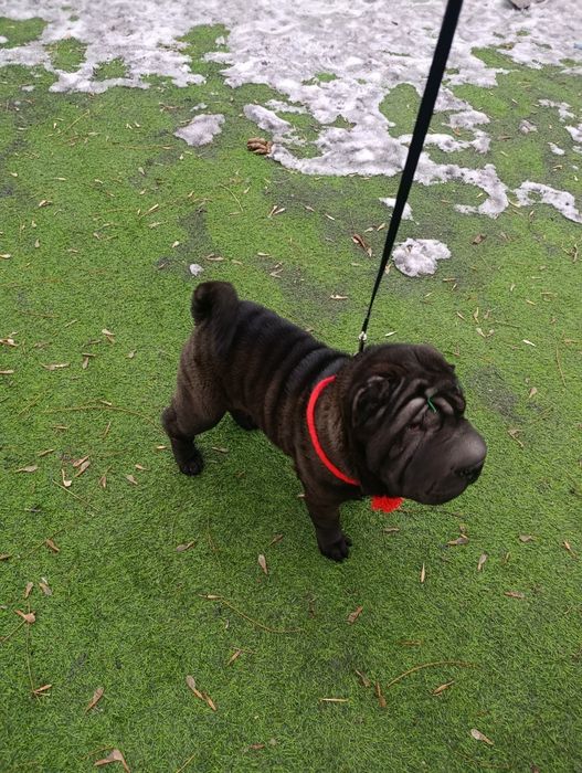 Продажа щенков шарпей