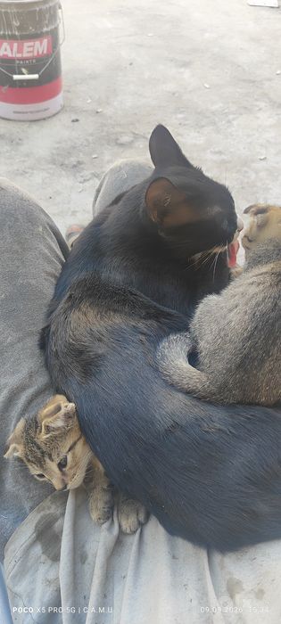Mushuk bolalari sotiladi