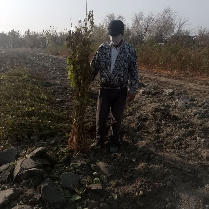 Mevali kuchatlar, Мевали кучатлар