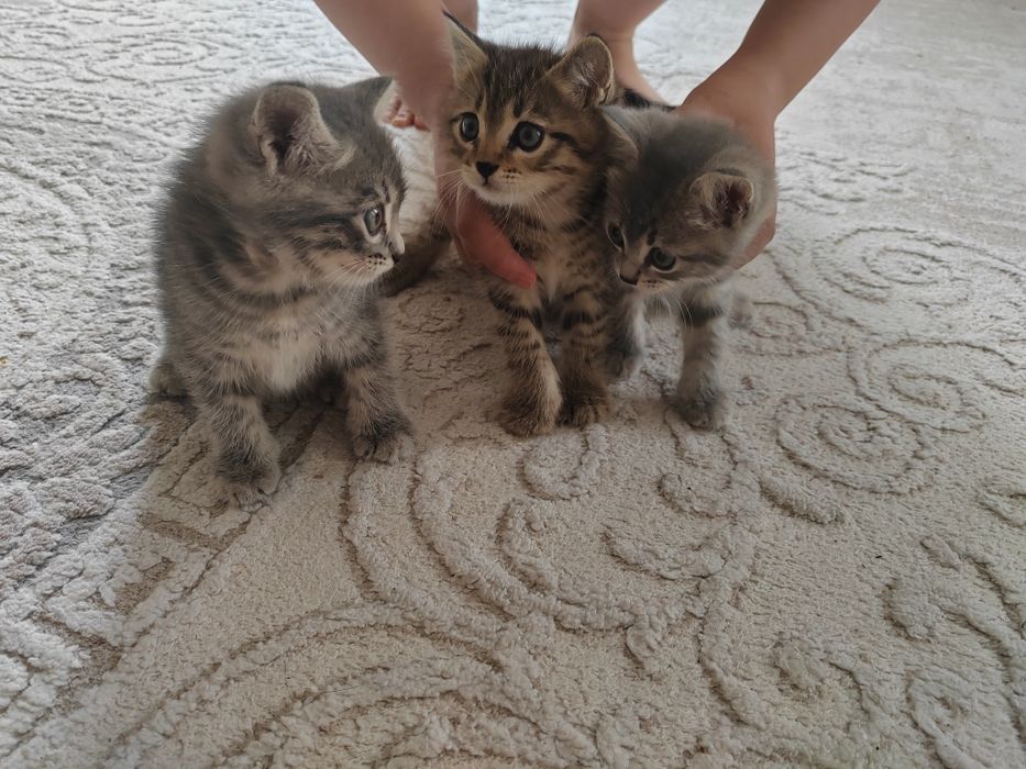 Отдам котят в добрые руки.