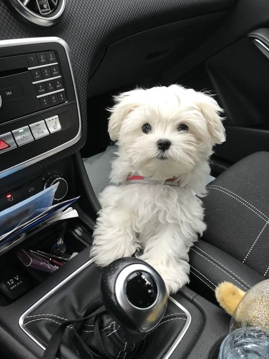 Bichon maltez mini toy